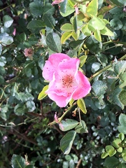 Rosa