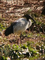 Threskiornis aethiopicus