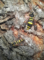 Synanthedon theryi