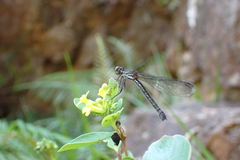 Heliocypha perforata