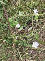 Convolvulus arvensis