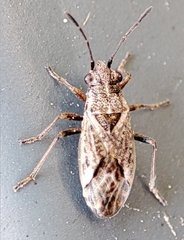 Heteroptera