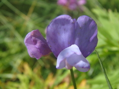 Lathyrus cyaneus