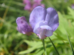 Lathyrus cyaneus