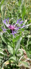 Centaurea triumfettii