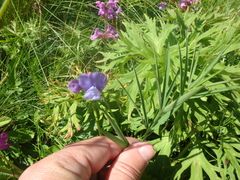 Lathyrus cyaneus