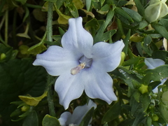 Campanula fragilis
