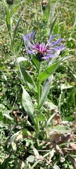 Centaurea triumfettii