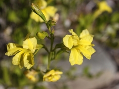 Goodenia vernicosa
