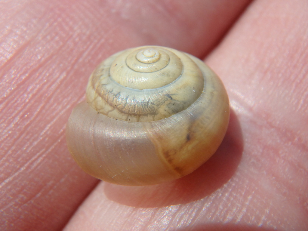 Monacha roseni