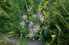 Aster tataricus