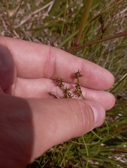 Stellulatae