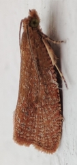 Celypha rufana