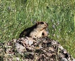 Marmota himalayana