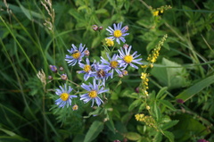 Aster tataricus
