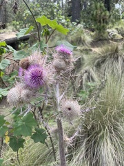 Cirsium jorullense