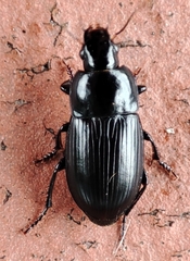 Carabidae
