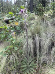 Cirsium jorullense