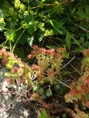 Sedum tenellum