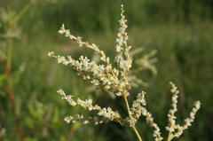 Koenigia alpina