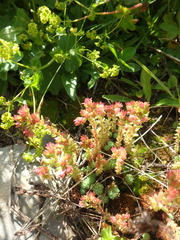 Sedum tenellum