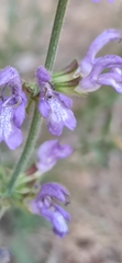 Salvia forskaehlei