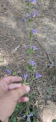 Salvia forskaehlei
