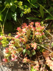 Sedum tenellum
