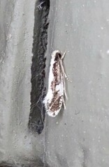 Monopis dorsistrigella