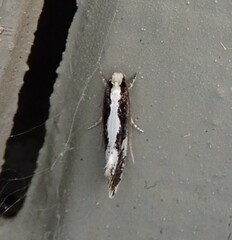 Monopis dorsistrigella