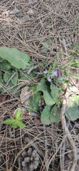 Salvia forskaehlei