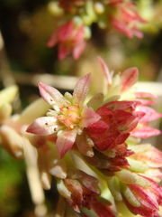 Sedum tenellum