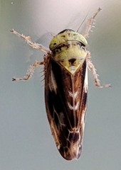 Hemiptera