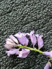 Polygala wolfgangiana