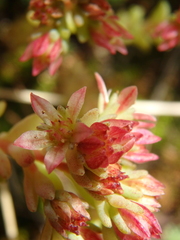 Sedum tenellum