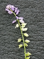 Polygala wolfgangiana