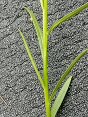 Polygala wolfgangiana
