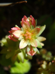 Sedum tenellum