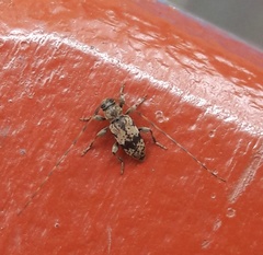 Leiopus femoratus