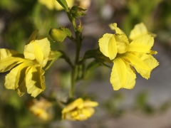 Goodenia vernicosa