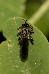 Dioctria rufipes