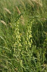 Aconitum barbatum