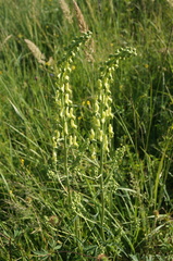 Aconitum barbatum
