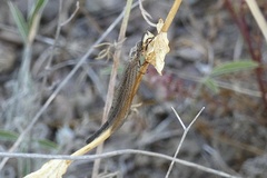 Macronemurus