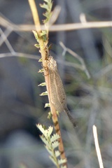 Macronemurus