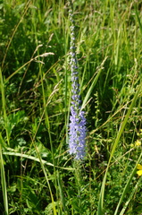 Veronica linariifolia