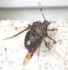 Rhaphigaster nebulosa