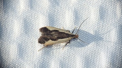 Dichomeris inserrata