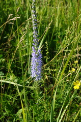 Veronica linariifolia
