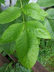 Fraxinus pennsylvanica subintegerrima